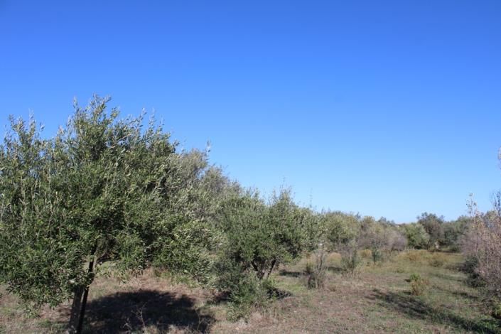 Image No.40-Maison de campagne de 3 chambres à vendre à Rocca San Giovanni