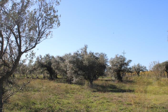 Image No.41-Maison de campagne de 3 chambres à vendre à Rocca San Giovanni