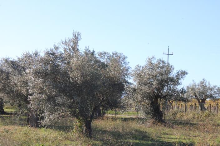 Image No.42-Maison de campagne de 3 chambres à vendre à Rocca San Giovanni