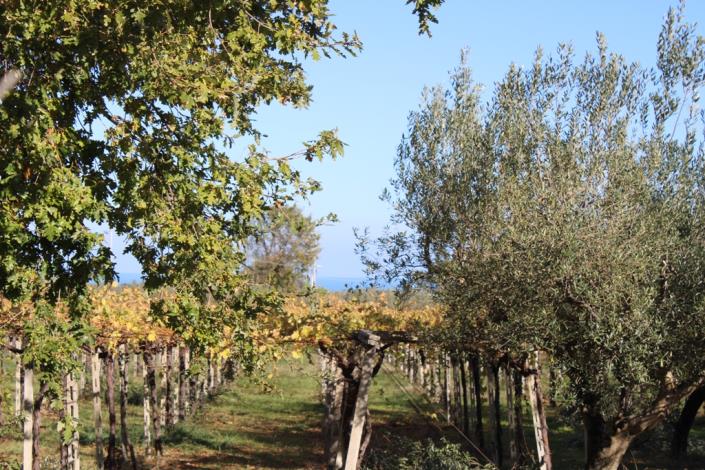 Image No.43-Maison de campagne de 3 chambres à vendre à Rocca San Giovanni