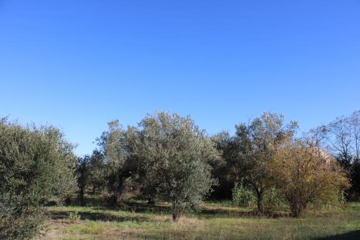 Image No.44-Maison de campagne de 3 chambres à vendre à Rocca San Giovanni