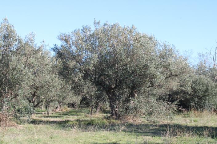 Image No.49-Maison de campagne de 3 chambres à vendre à Rocca San Giovanni