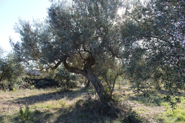 Image No.48-Maison de campagne de 3 chambres à vendre à Rocca San Giovanni