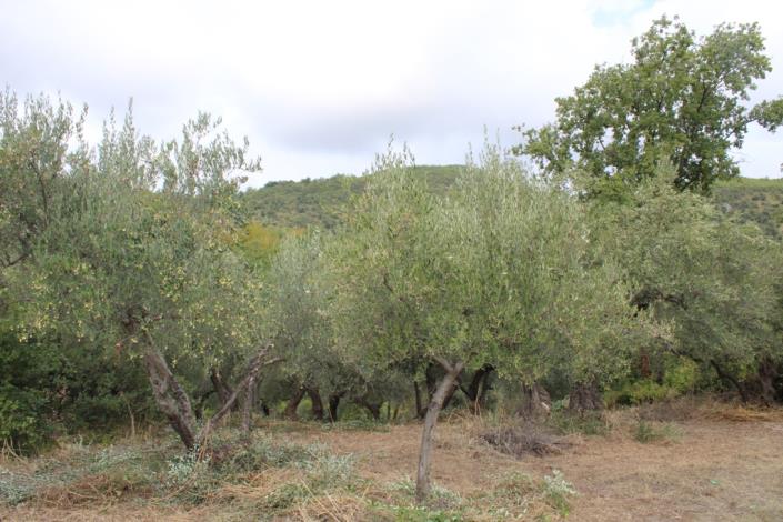 Image No.5-Maison de campagne de 1 chambre à vendre à Roccascalegna