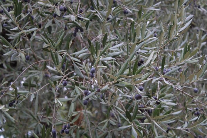 Image No.6-Maison de campagne de 1 chambre à vendre à Roccascalegna