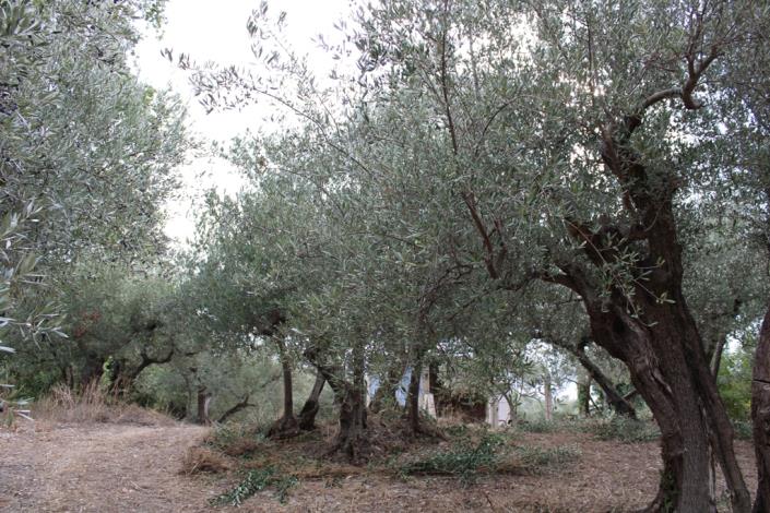Image No.7-Maison de campagne de 1 chambre à vendre à Roccascalegna