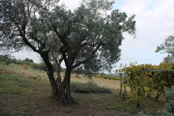 Image No.7-1 Bed Barn for sale