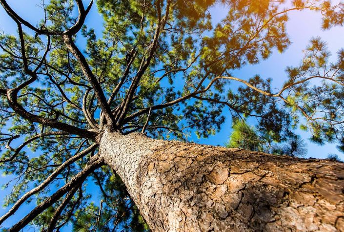 Image No.17-Villa de 3 chambres à vendre à Salir do Porto