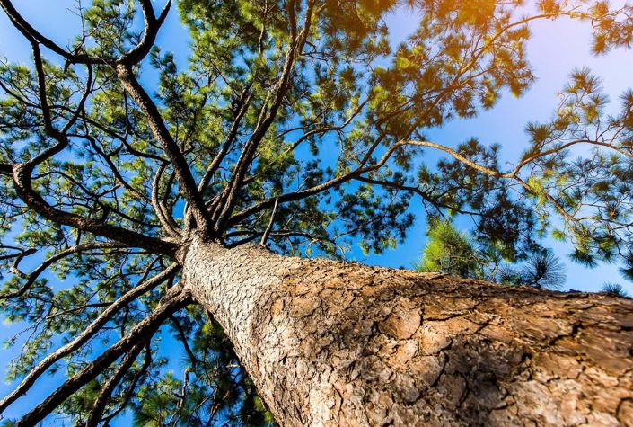 Image No.14-Villa de 3 chambres à vendre à Salir do Porto