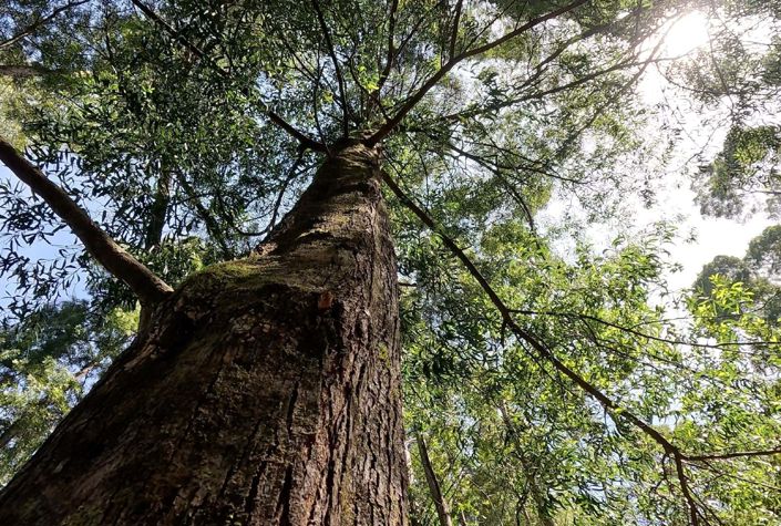 Image No.9-Appartement de 3 chambres à vendre à Nazaré