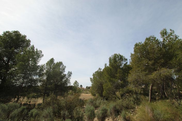 Image No.10-Maison de campagne de 1 chambre à vendre à Monóvar