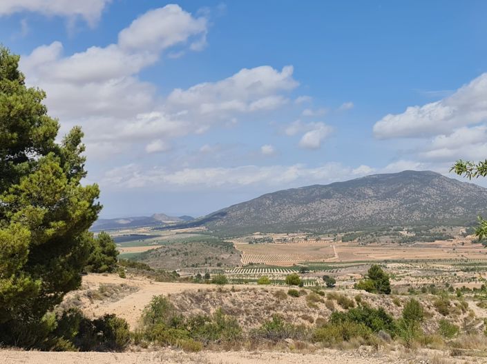 Image No.12-Terre à vendre à Yecla