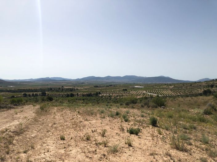 Image No.13-Terre à vendre à Yecla