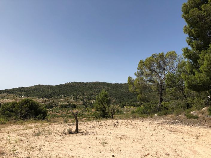 Image No.14-Terre à vendre à Yecla