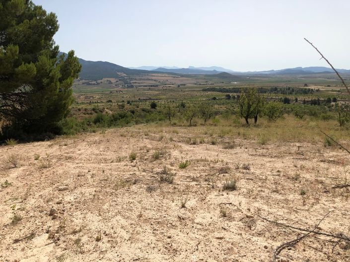 Image No.15-Terre à vendre à Yecla