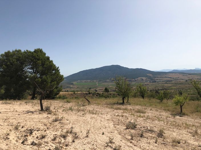 Image No.18-Terre à vendre à Yecla