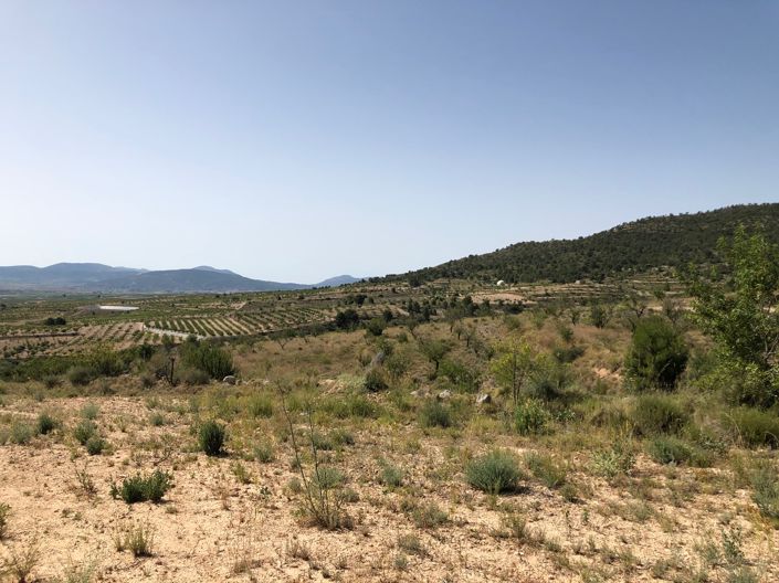 Image No.21-Terre à vendre à Yecla