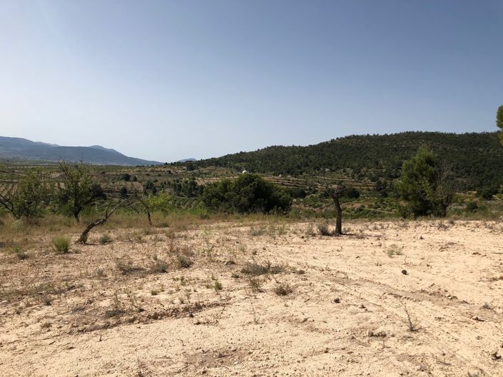 Image No.22-Terre à vendre à Yecla