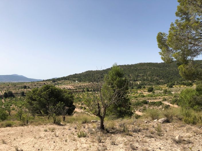 Image No.23-Terre à vendre à Yecla
