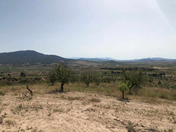 Image No.24-Terre à vendre à Yecla