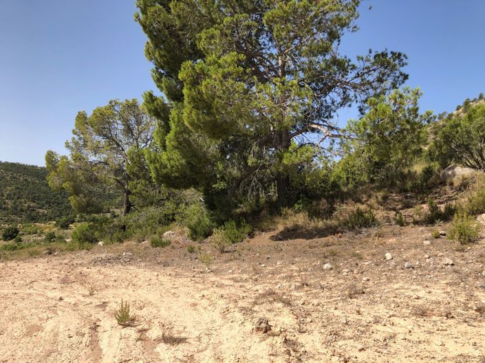 Image No.26-Terre à vendre à Yecla