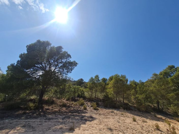 Image No.4-Terre à vendre à Yecla