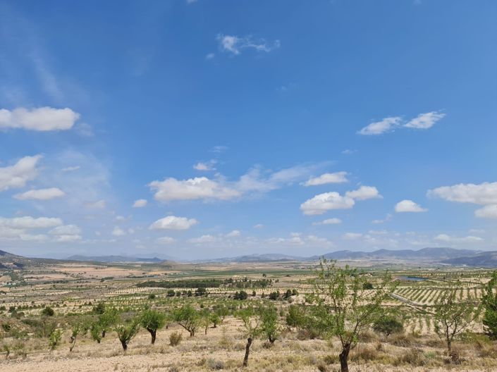 Image No.7-Terre à vendre à Yecla