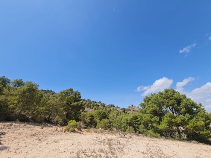 Image No.9-Terre à vendre à Yecla