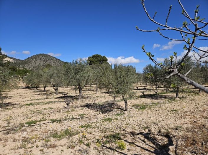 Image No.50-Maison de campagne de 5 chambres à vendre à Monóvar