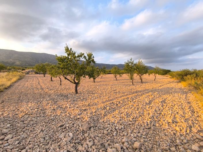 Image No.2-Terre à vendre à Pinoso