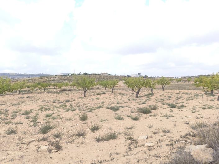 Image No.6-Terre à vendre à Pinoso