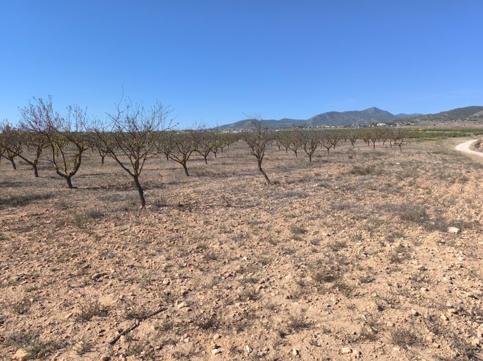 Image No.2-Terre à vendre à Pinoso