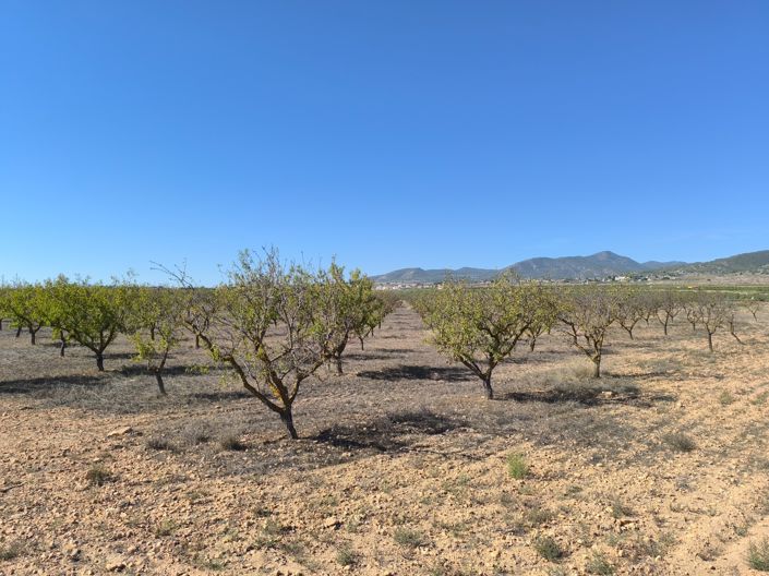 Image No.5-Terre à vendre à Pinoso