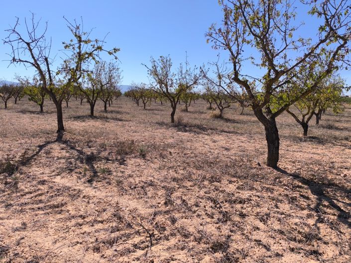 Image No.8-Terre à vendre à Pinoso