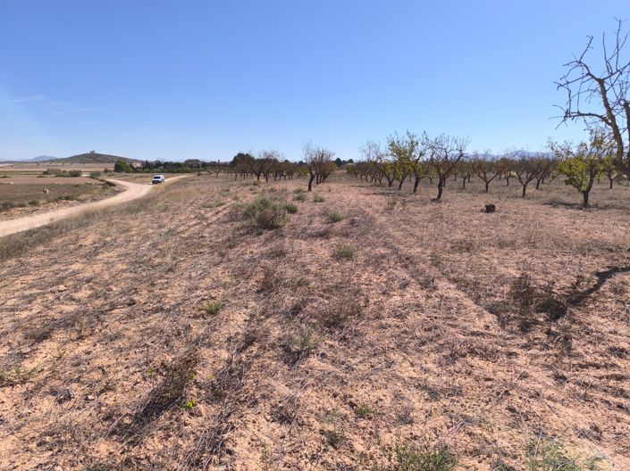 Image No.9-Terre à vendre à Pinoso