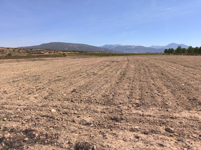 Image No.2-Terre à vendre à Pinoso