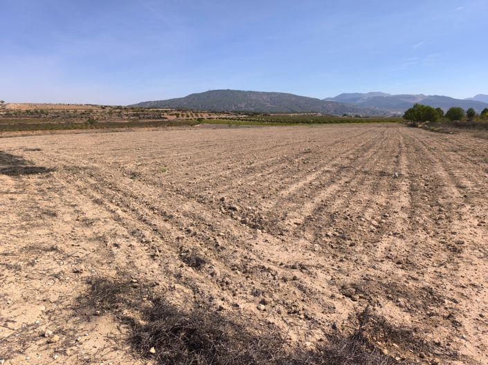Image No.4-Terre à vendre à Pinoso