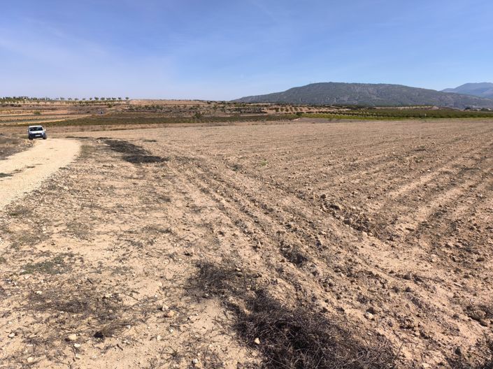 Image No.5-Terre à vendre à Pinoso