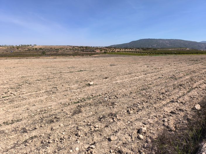 Image No.7-Terre à vendre à Pinoso