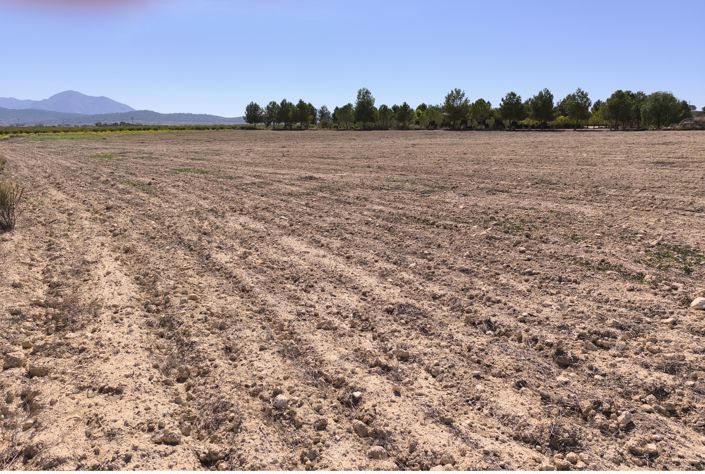 Image No.8-Terre à vendre à Pinoso