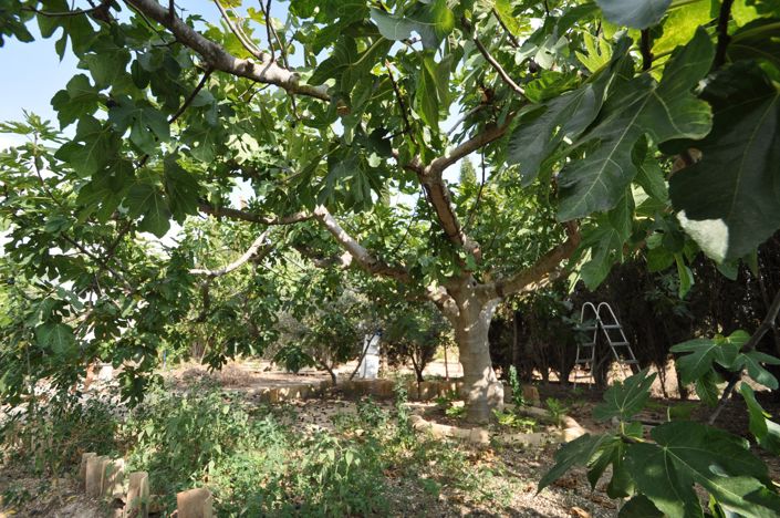 Image No.11-Maison de campagne de 4 chambres à vendre à Pinoso