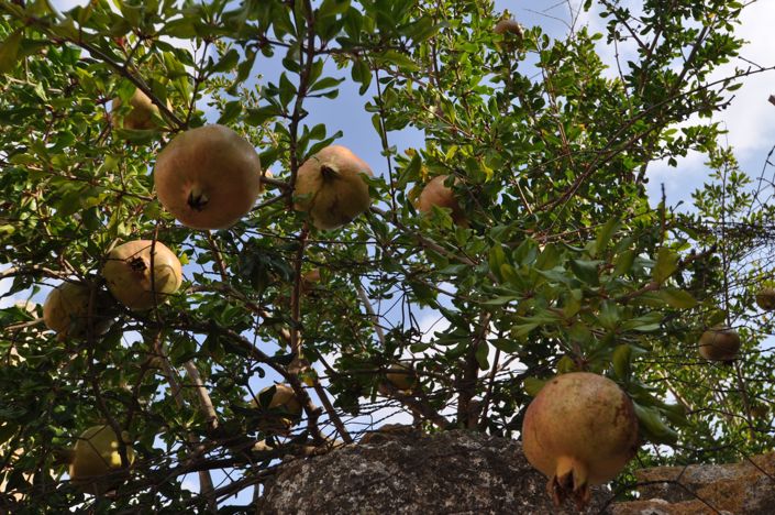 Image No.34-Maison de campagne de 4 chambres à vendre à Pinoso