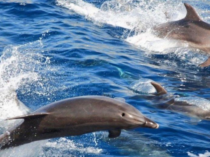 Image No.7-4 Bed Villa for sale