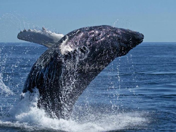 Image No.8-4 Bed Villa for sale