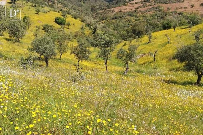 Image No.26-Villa de 2 chambres à vendre à Serpa