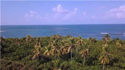 1 - Nevis, Commercial