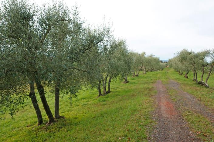 Image No.3-Ferme à vendre à Peccioli