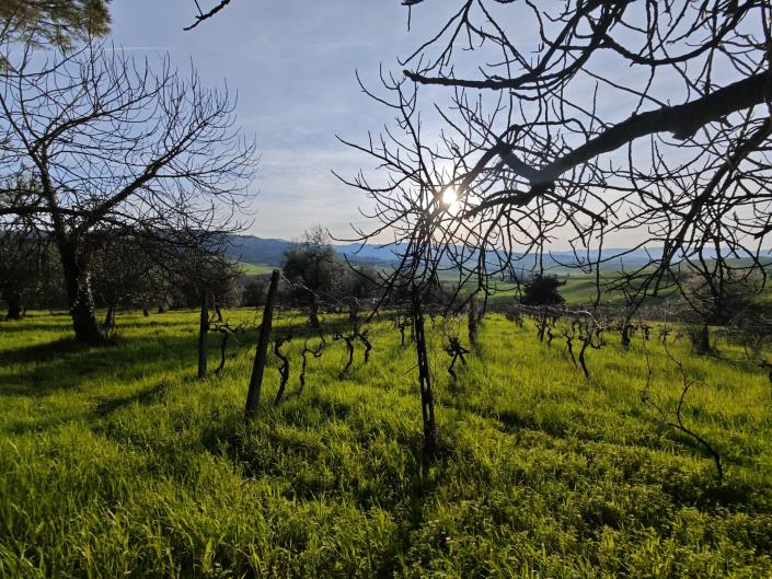 Image No.20-Maison de campagne de 3 chambres à vendre à Lajatico