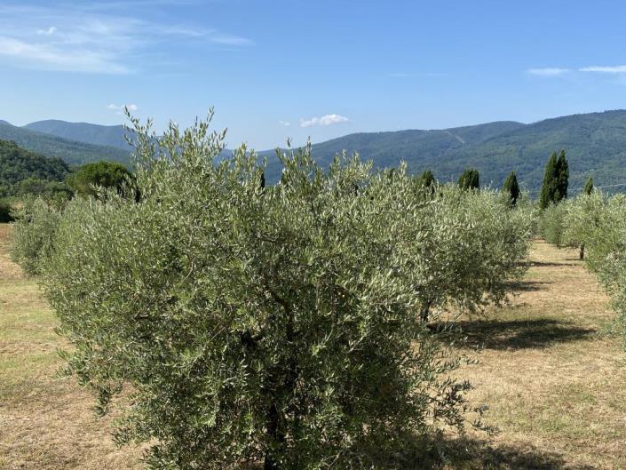Image No.32-Ferme de 5 chambres à vendre à Castelnuovo di Val di Cecina