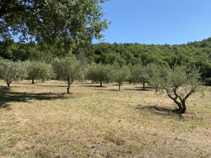 Image No.36-Ferme de 5 chambres à vendre à Castelnuovo di Val di Cecina